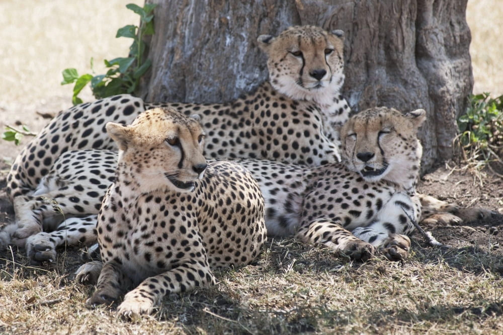 Leopards Kenya Africa Canvas Art - Keith Levit Design Pics (18 x 12)