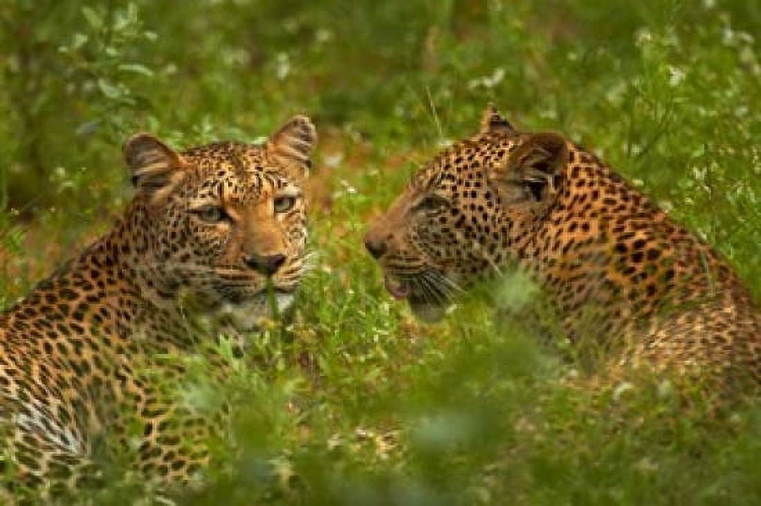 Leopards Kruger National Park South Africa Canvas Art - David Wall DanitaDelimont (24 x 15)