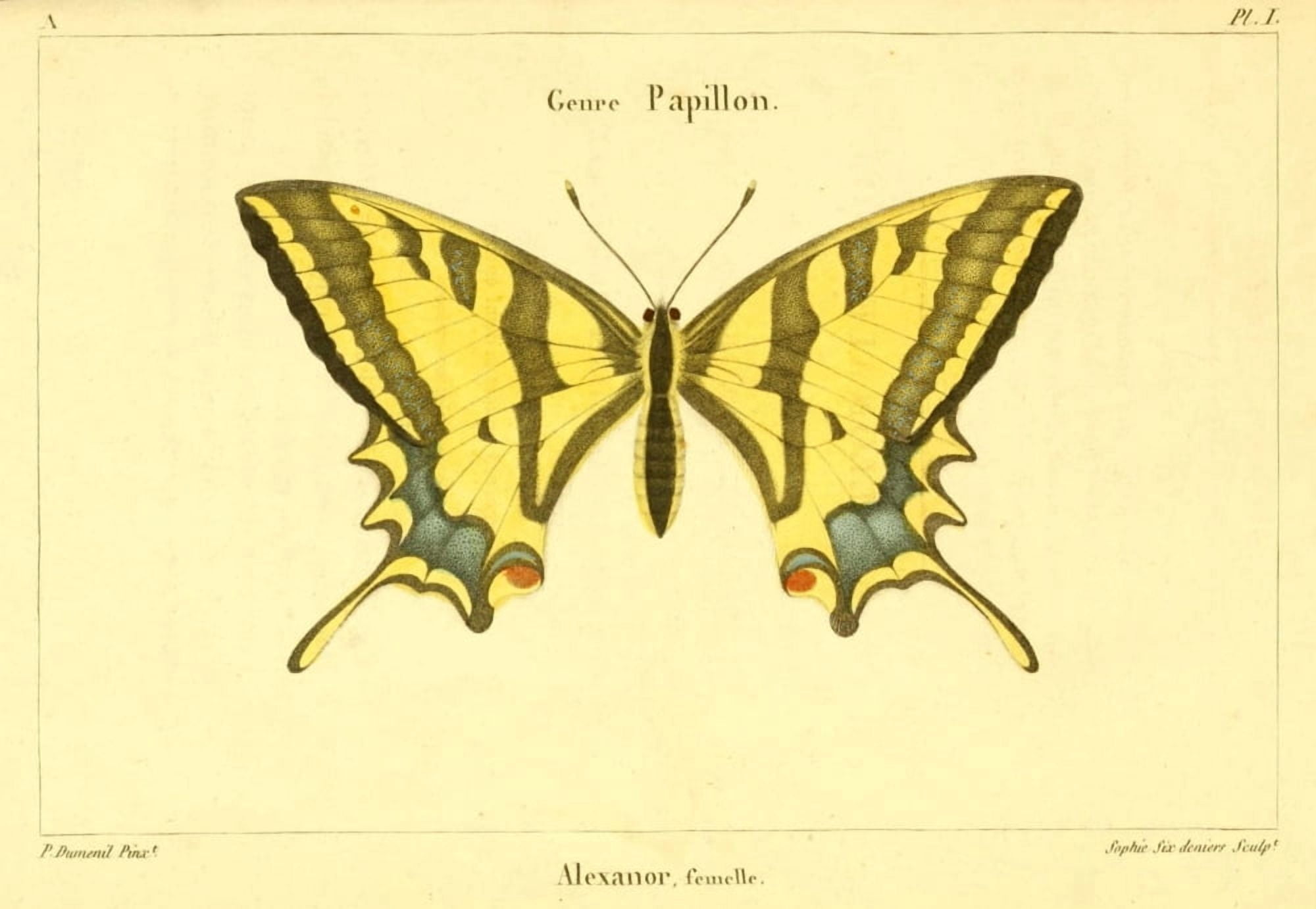 Lepidopteres ou Papillons de France 1821 Alexanor Canvas Art - P Dumenil (18 x 24)
