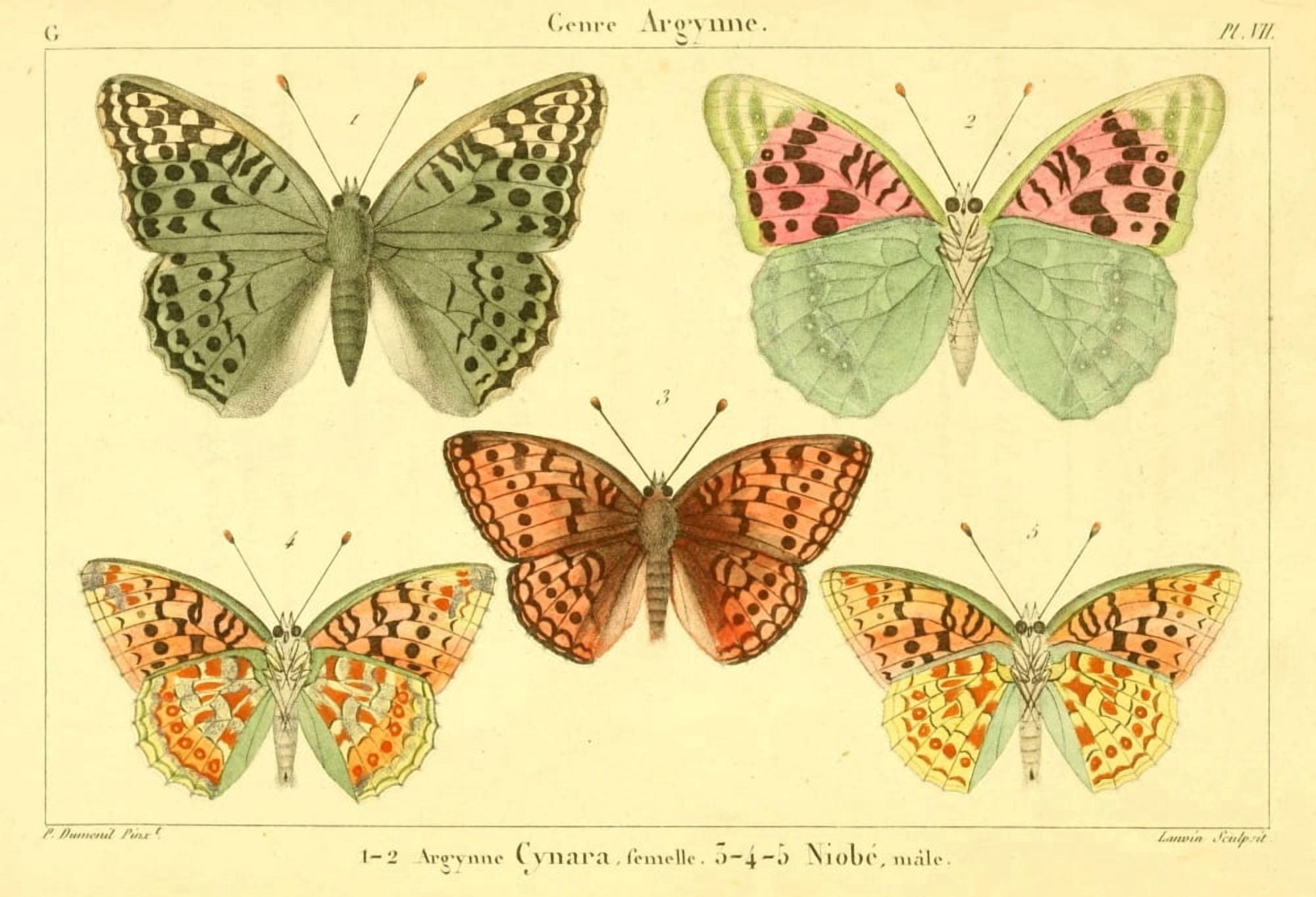 Lepidopteres ou Papillons de France 1821 Genre Argynne 1 Canvas Art - P Dumenil (18 x 24)