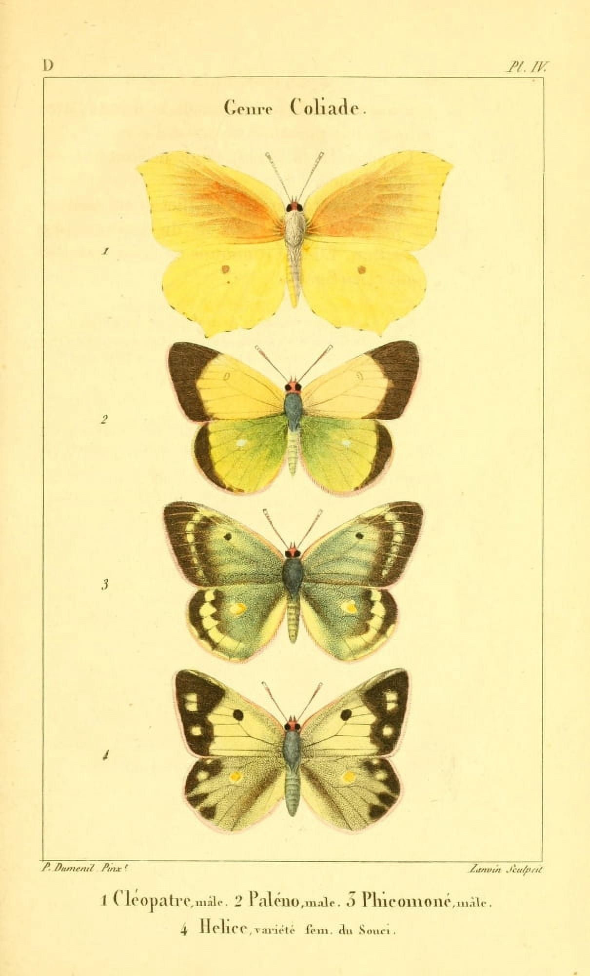 Lepidopteres ou Papillons de France 1821 Genre Coliade Canvas Art - P Dumenil (18 x 24)