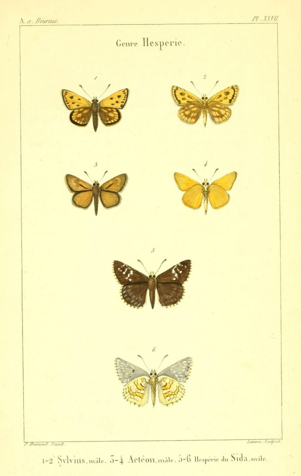 Lepidopteres ou Papillons de France 1821 Genre Hesperie 1 Canvas Art - P Dumenil (18 x 24)