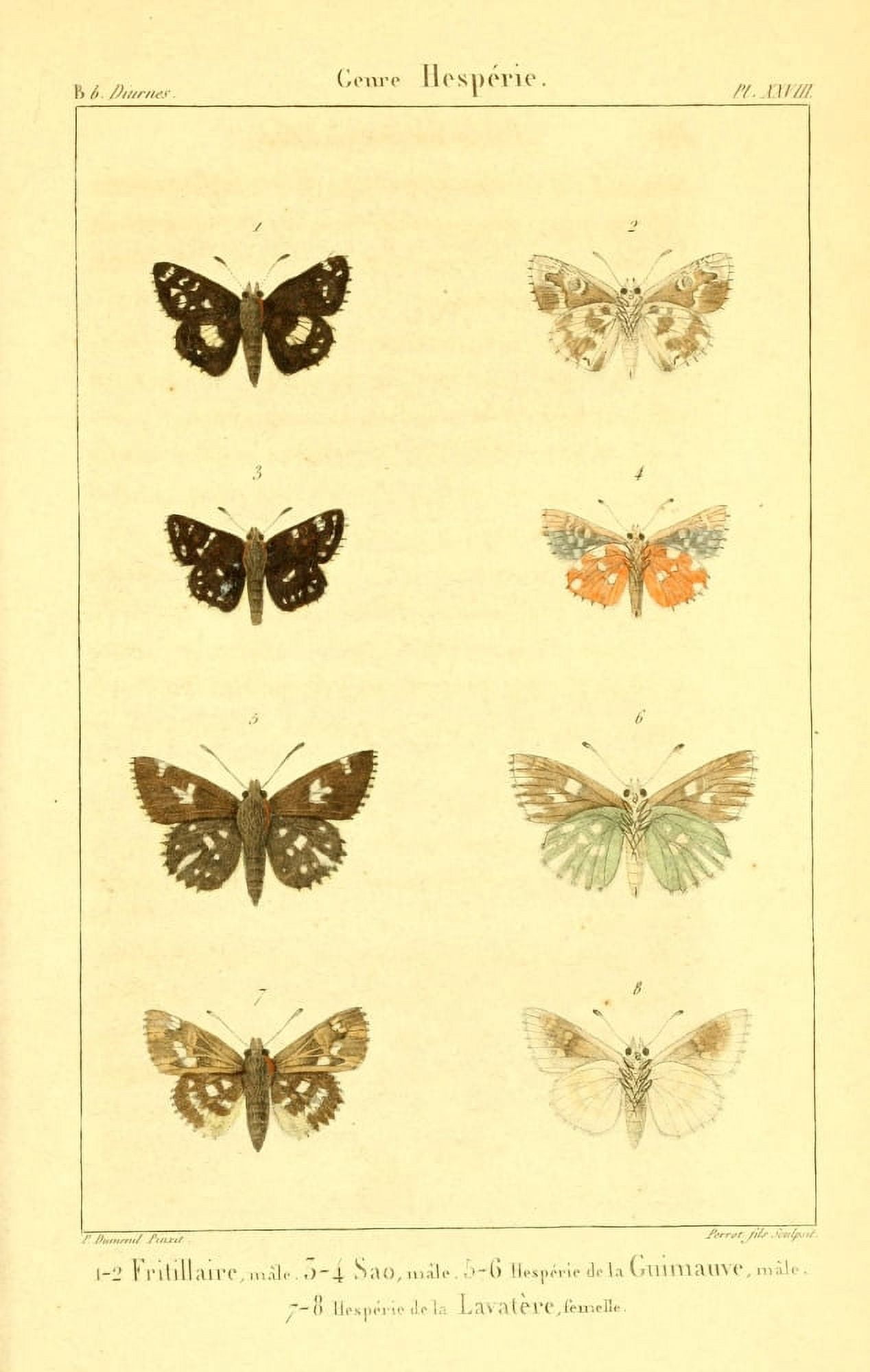 Lepidopteres ou Papillons de France 1821 Genre Hesperie 2 Canvas Art - P Dumenil (18 x 24)