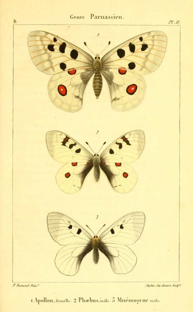 Lepidopteres ou Papillons de France 1821 Genre Parnassien Canvas Art - P Dumenil (18 x 24)