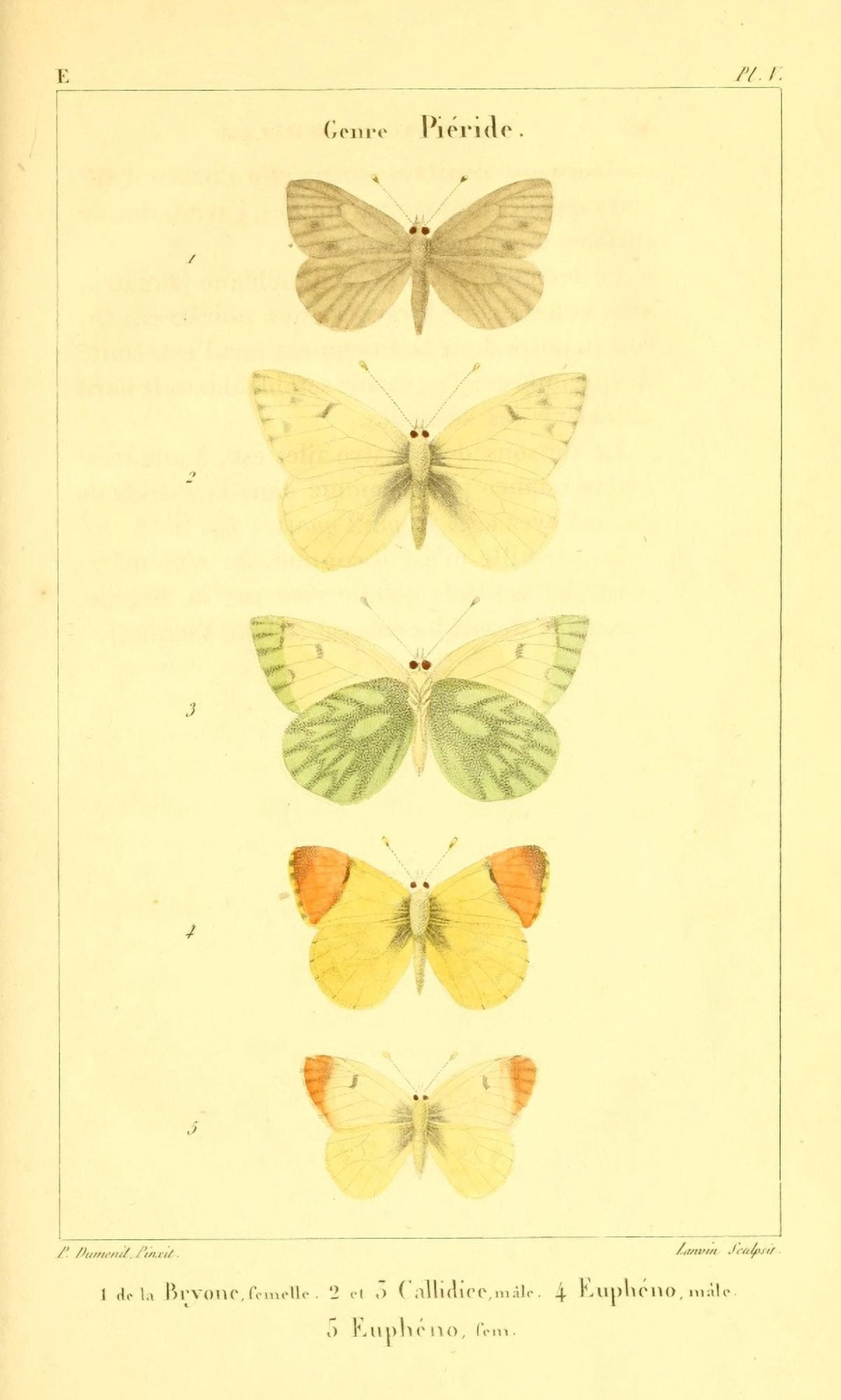 Lepidopteresou Papillons de France 1821 Genre Pieride Canvas Art - P Dumenil (18 x 24)