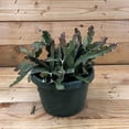 thumbnail image 1 of Lepismium Cruciforme, 6" Plant, 1 of 2