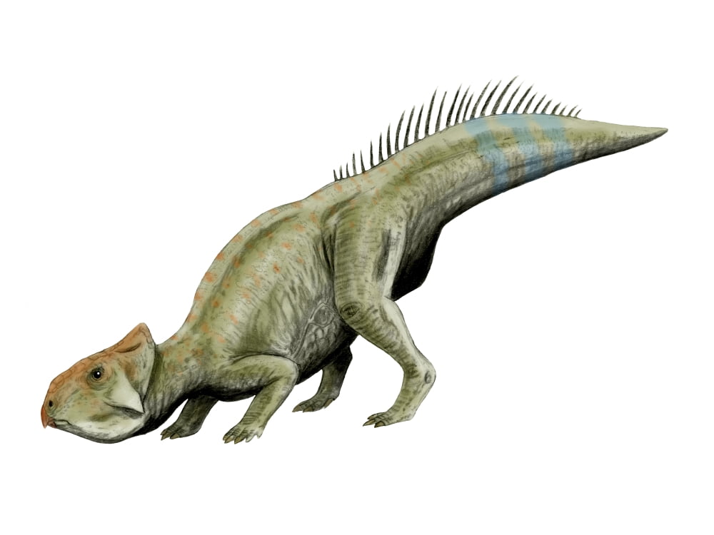 Leptoceratops dinosaur Canvas Art - Nobumichi TamuraStocktrek Images (33 x 25)
