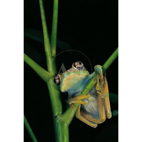 Leptopelis Barbouri Barbours Tree Frog, Animals Unframed Photographic Print Wall Art by Paul Starosta Sold by ArtCom