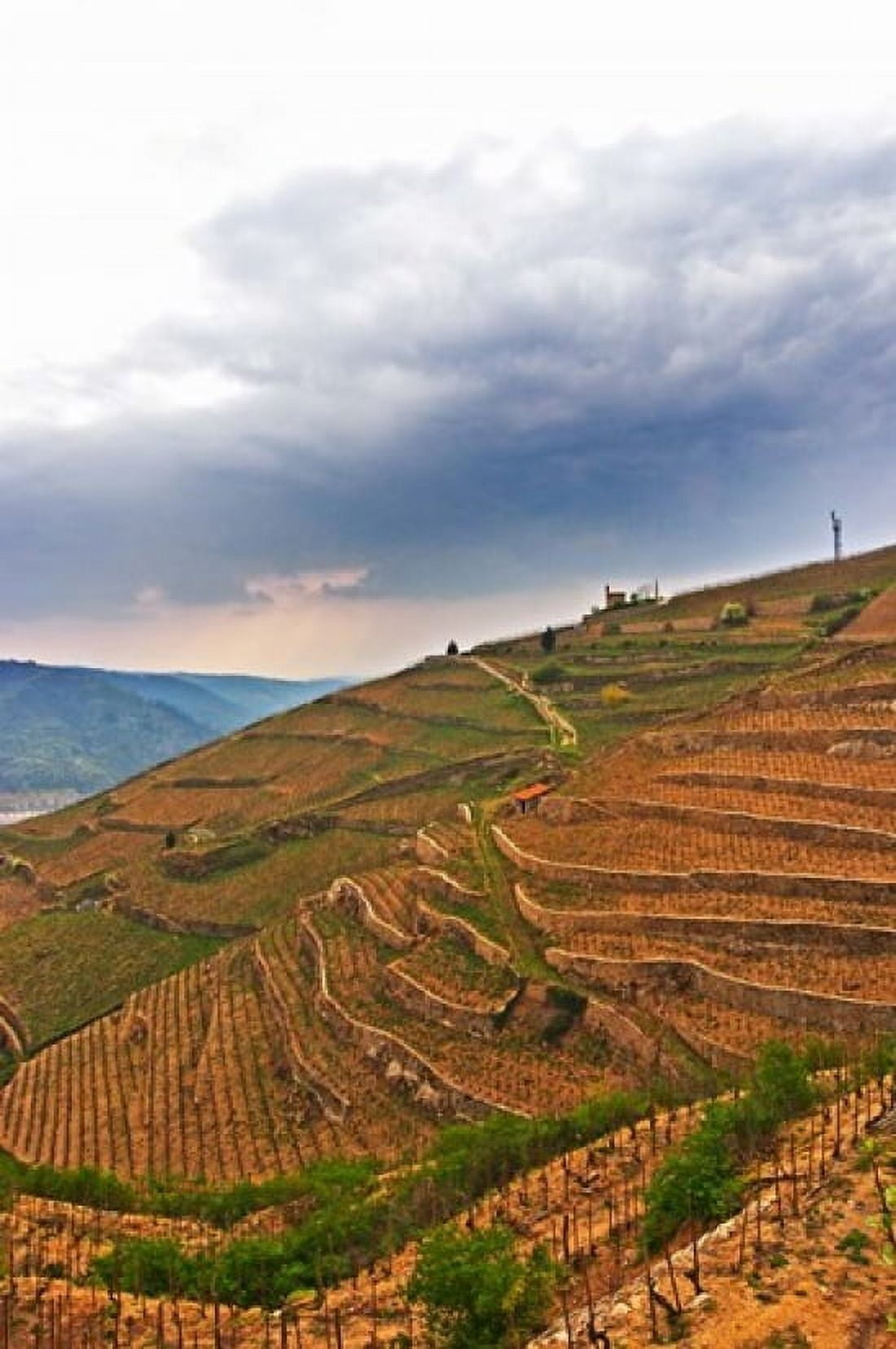 Les Bessards Vineyard Tain-laHermitage France Canvas Art - Per Karlsson DanitaDelimont (18 x 27)