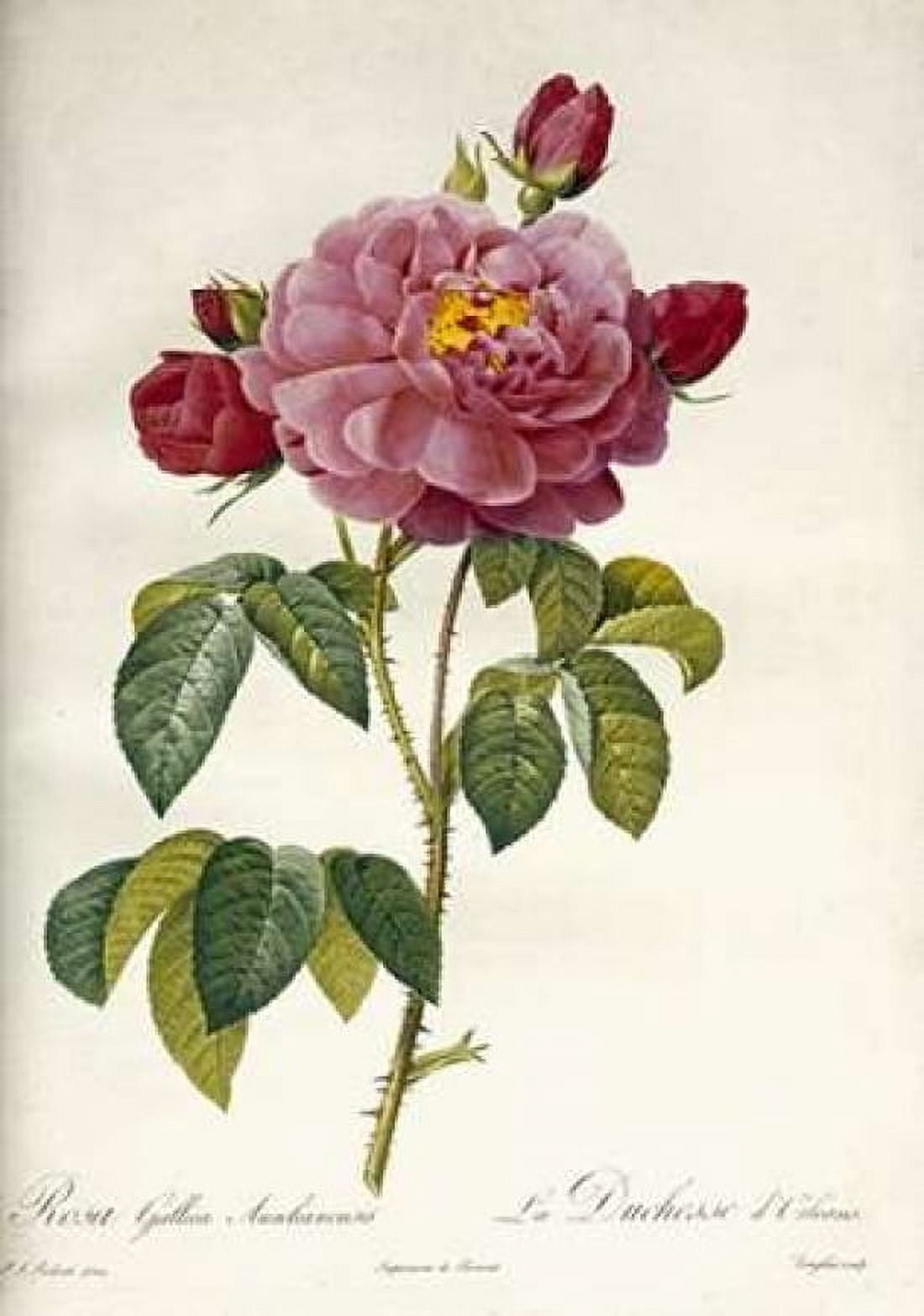 Les Duchess DOrleans Rose Canvas Art - Pierre Joseph Redoute (20 x 28)