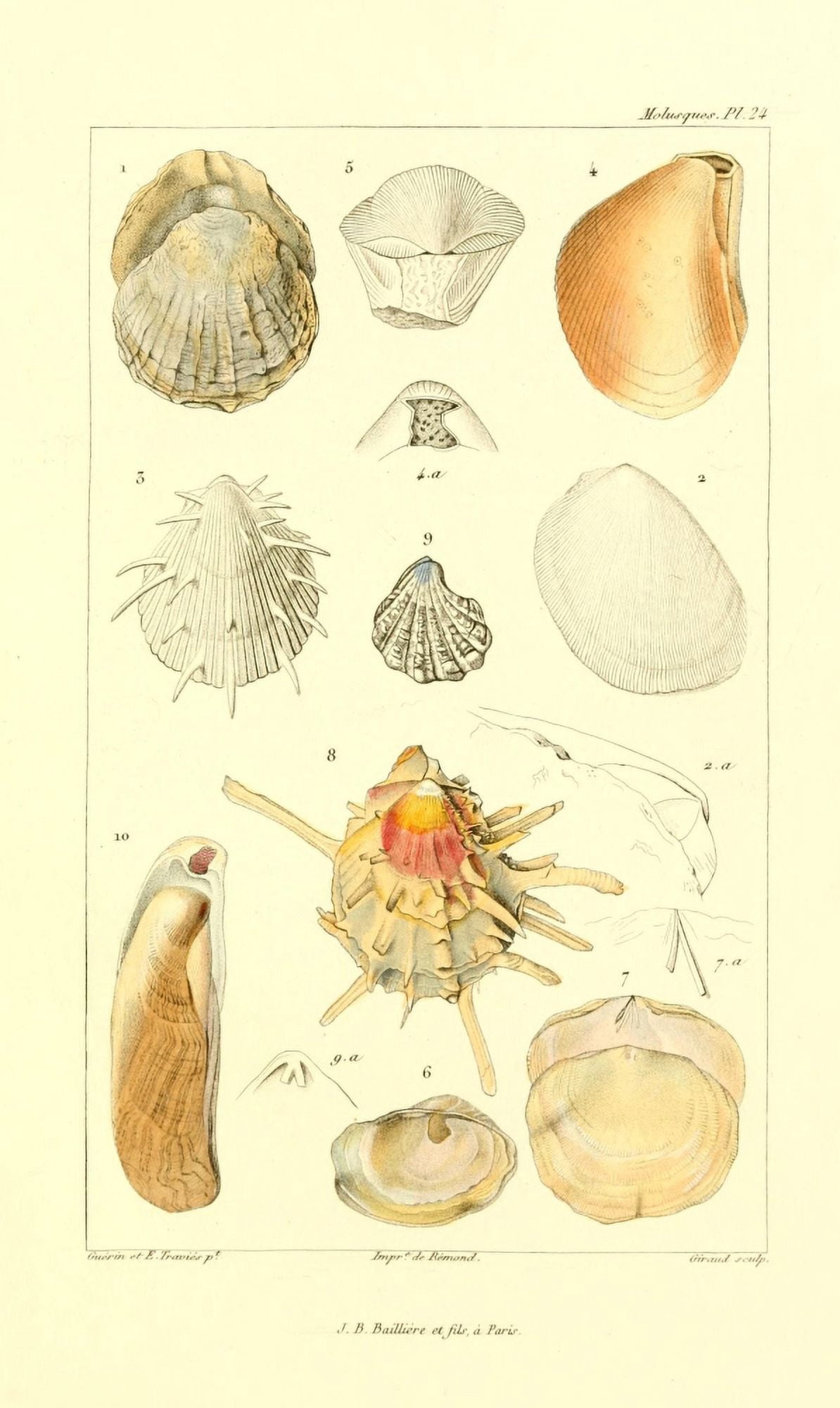 Les Mollusques 1868 Shells 1 Canvas Art - JB Guerin (18 x 24)