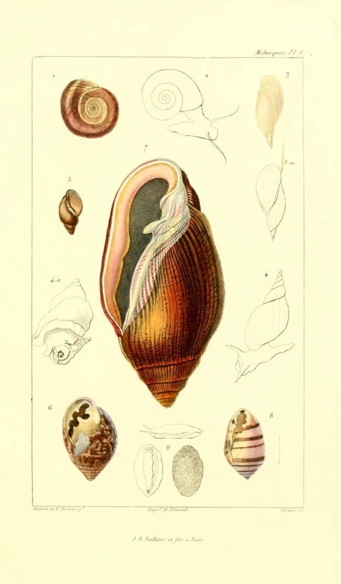 Les Mollusques 1868 Shells 2 Canvas Art - JB Guerin (24 x 36)