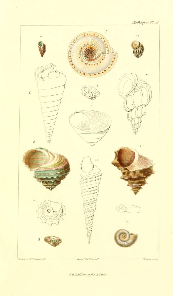 Les Mollusques 1868 Shells 3 Canvas Art - JB Guerin (18 x 24)