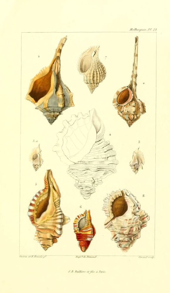 Les Mollusques 1868 Shells 4 Canvas Art - JB Guerin (18 x 24)