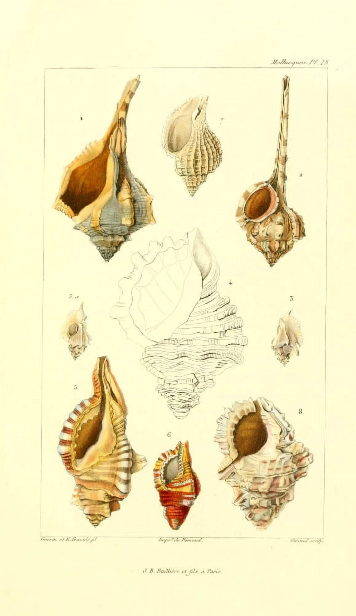 Les Mollusques 1868 Shells 4 Canvas Art - JB Guerin (24 x 36)