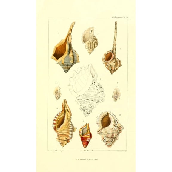 Les Mollusques 1868 Shells 4 Canvas Art - JB Guerin (24 x 36)