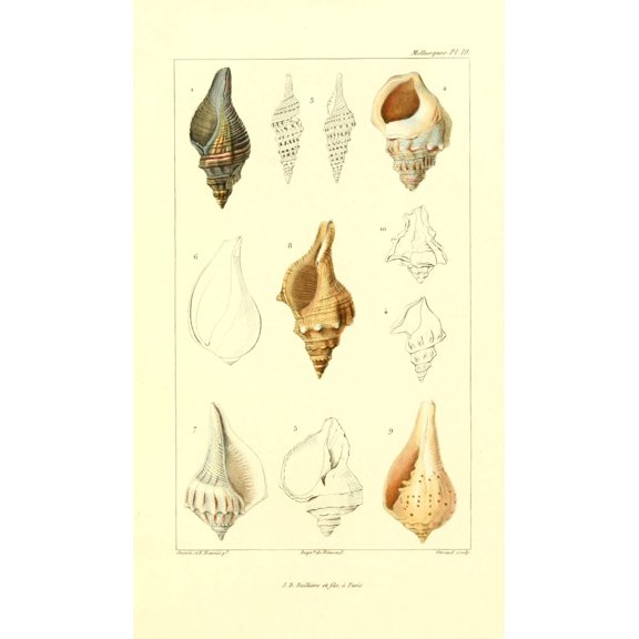 Les Mollusques 1868 Shells 5 Canvas Art - JB Guerin (18 x 24)