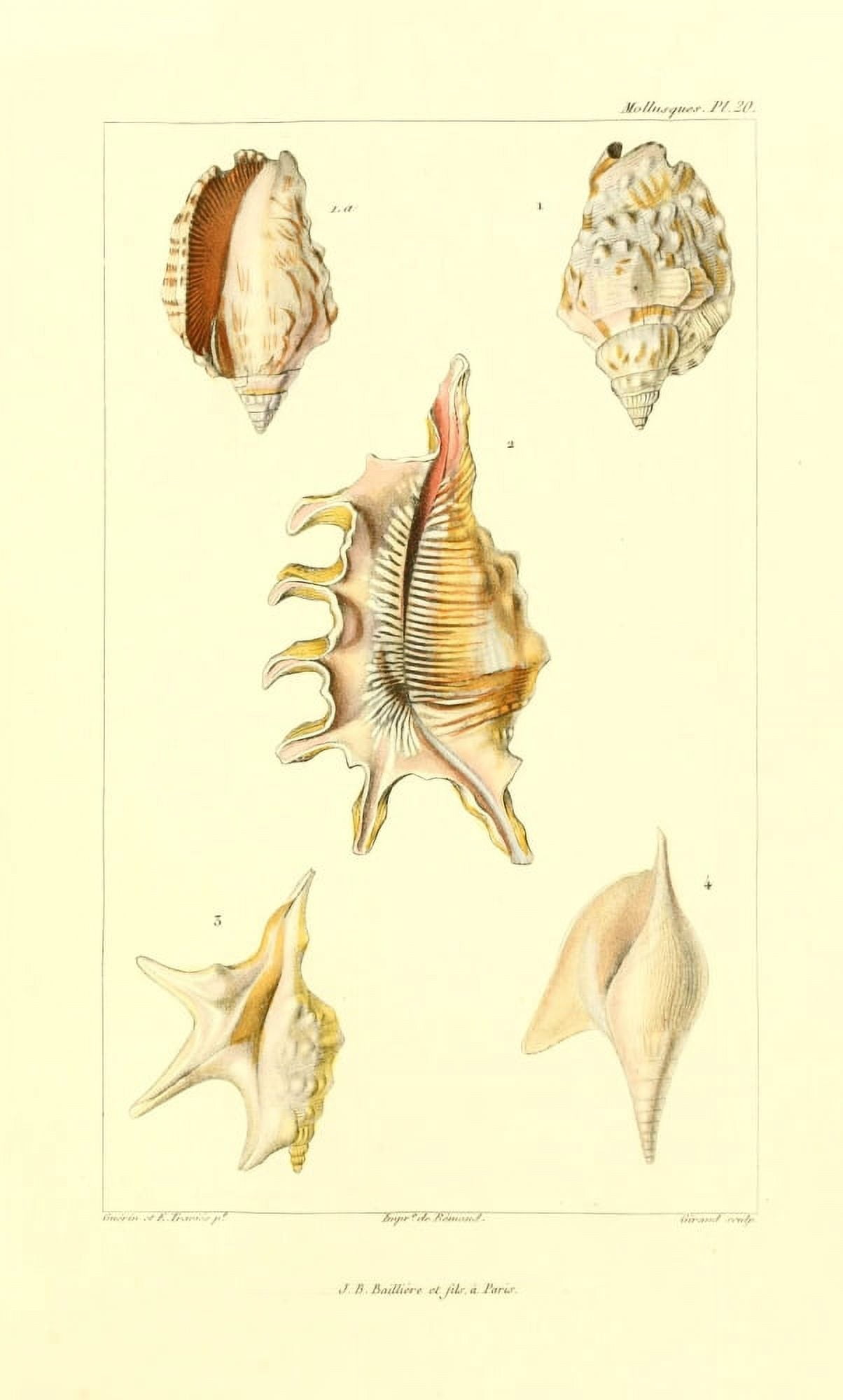 Les Mollusques 1868 Shells 6 Canvas Art - JB Guerin (24 x 36)