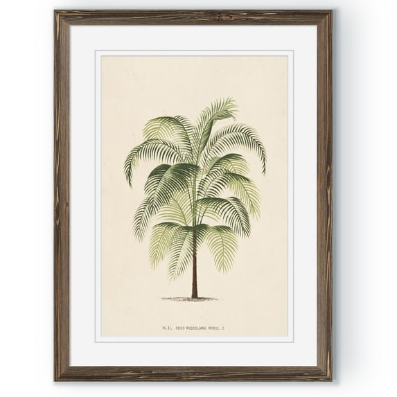 Les Palmiers III - Barnwood Framed - 23 x 31 - Walnut