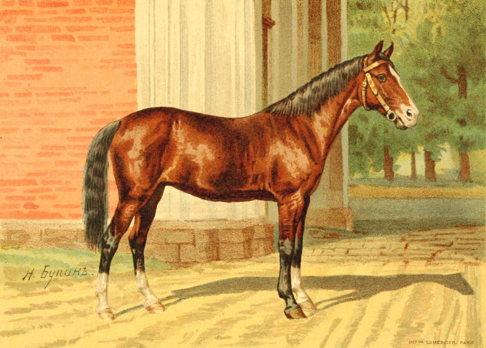 Les Races Chevalines 1894 Arabella Canvas Art - M Bounine (18 x 24)
