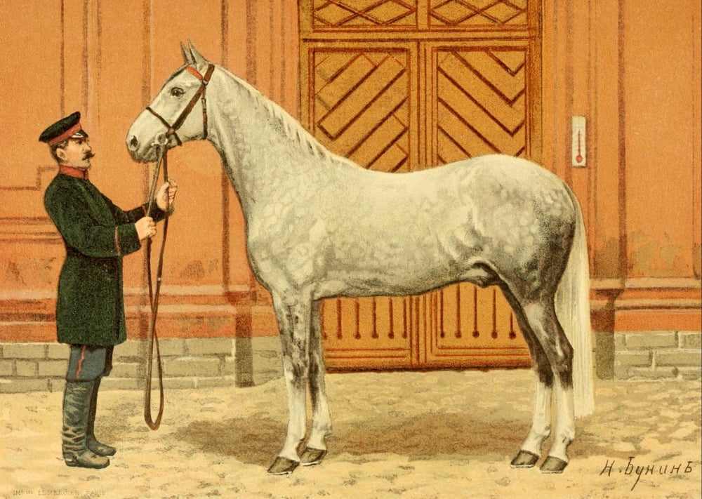 Les Races Chevalines 1894 Boukharetz Canvas Art - M Bounine (24 x 36)
