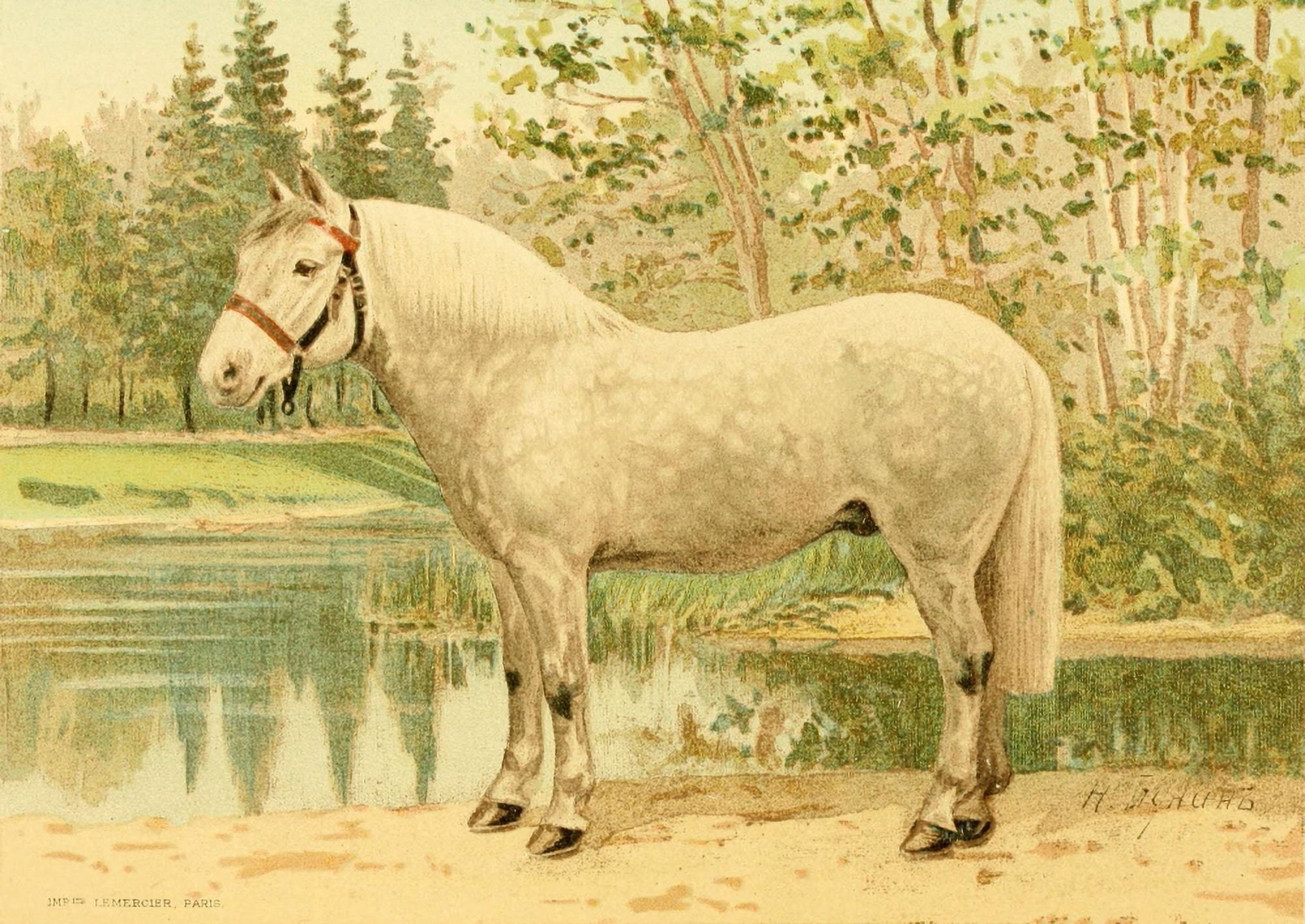 Les Races Chevalines 1894 Ixe Canvas Art - M Bounine (24 x 36)