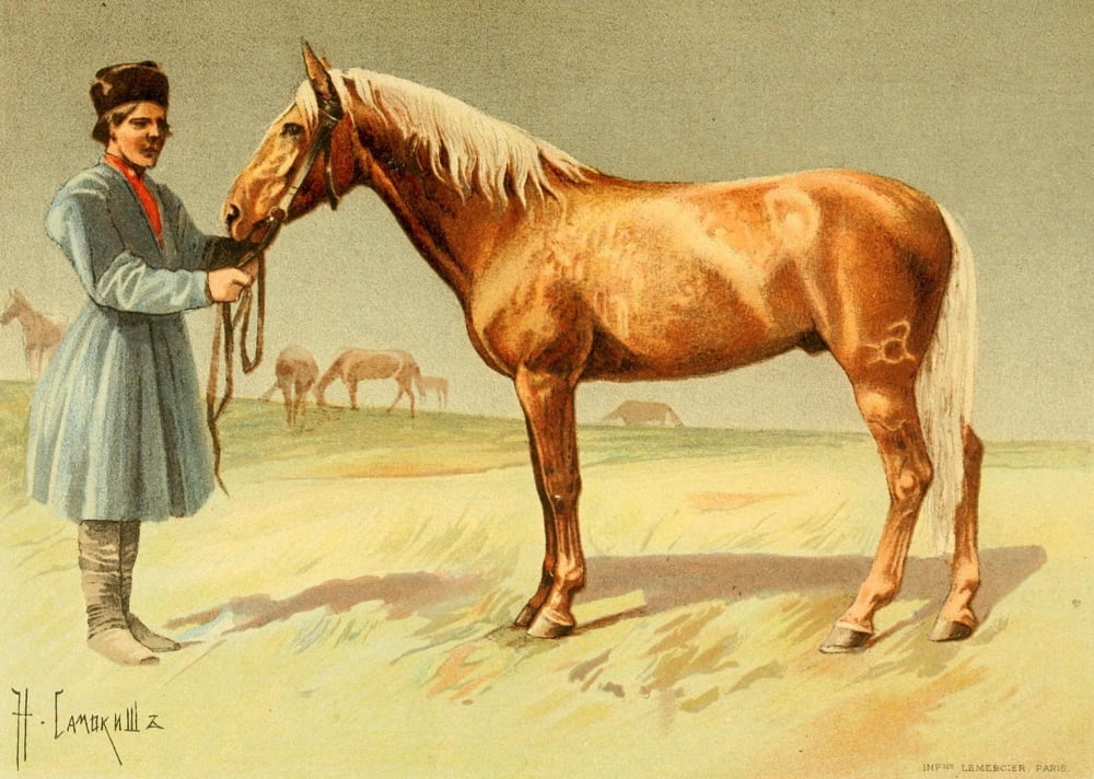 Les Races Chevalines 1894 Kalmouk Canvas Art - Nikolai S Samokish (24 x 36)