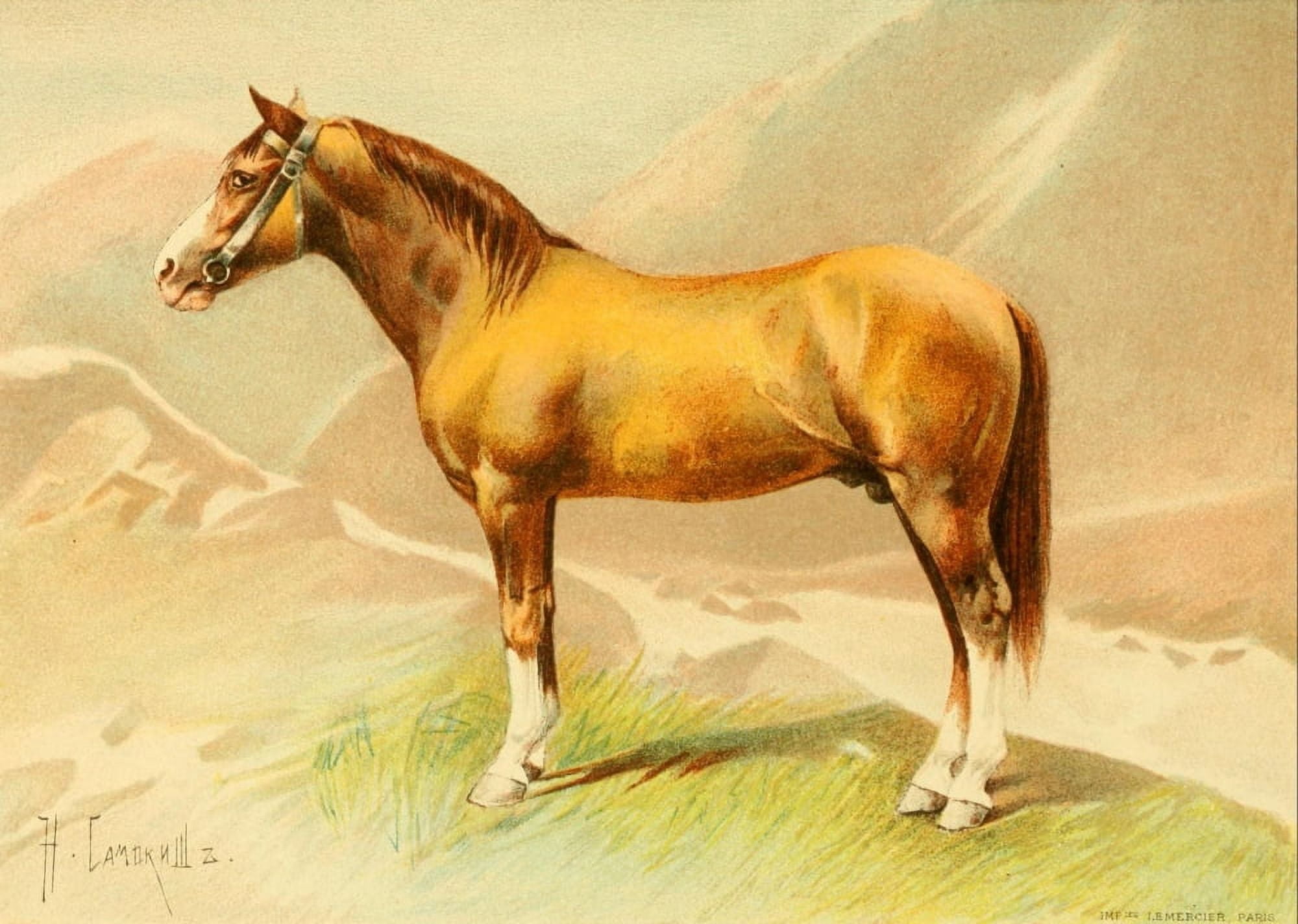 Les Races Chevalines 1894 Karabagh Canvas Art - Nikolai S Samokish (24 x 36)