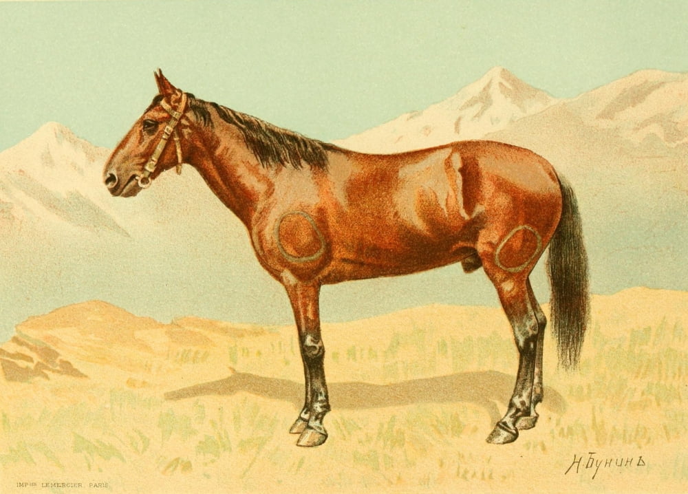 Les Races Chevalines 1894 Lesguine Canvas Art - M Bounine (18 x 24)
