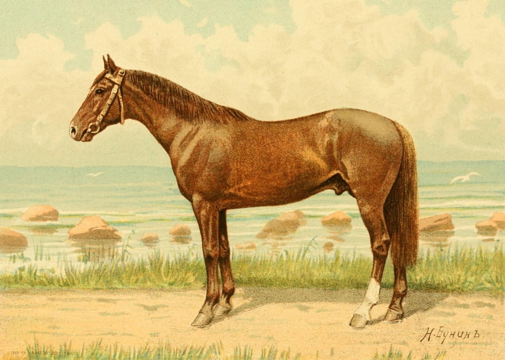 Les Races Chevalines 1894 Magnat Canvas Art - M Bounine (18 x 24)