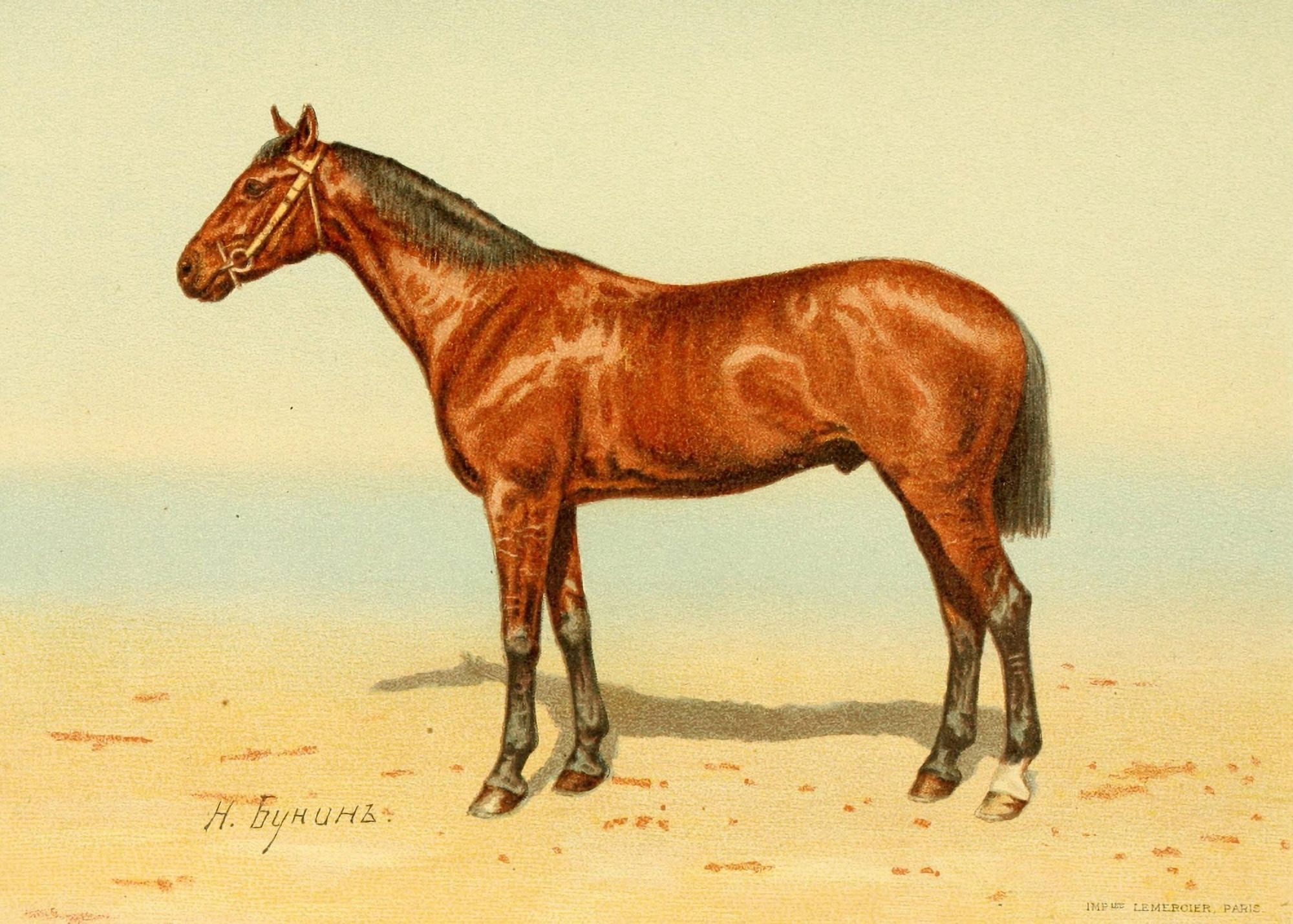 Les Races Chevalines 1894 Middleton Canvas Art - M Bounine (24 x 36)