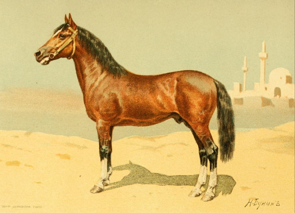 Les Races Chevalines 1894 Pacha Canvas Art - M Bounine (24 x 36)