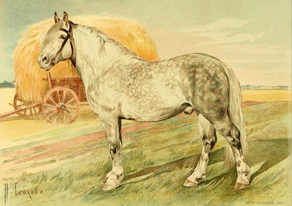 Les Races Chevalines 1894 Page Canvas Art - Nikolai S Samokish (24 x 36)