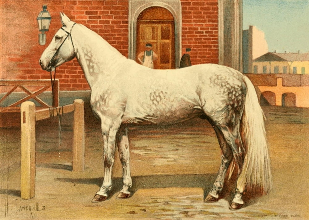 Les Races Chevalines 1894 Sckval Canvas Art - Nikolai S Samokish (18 x 24)