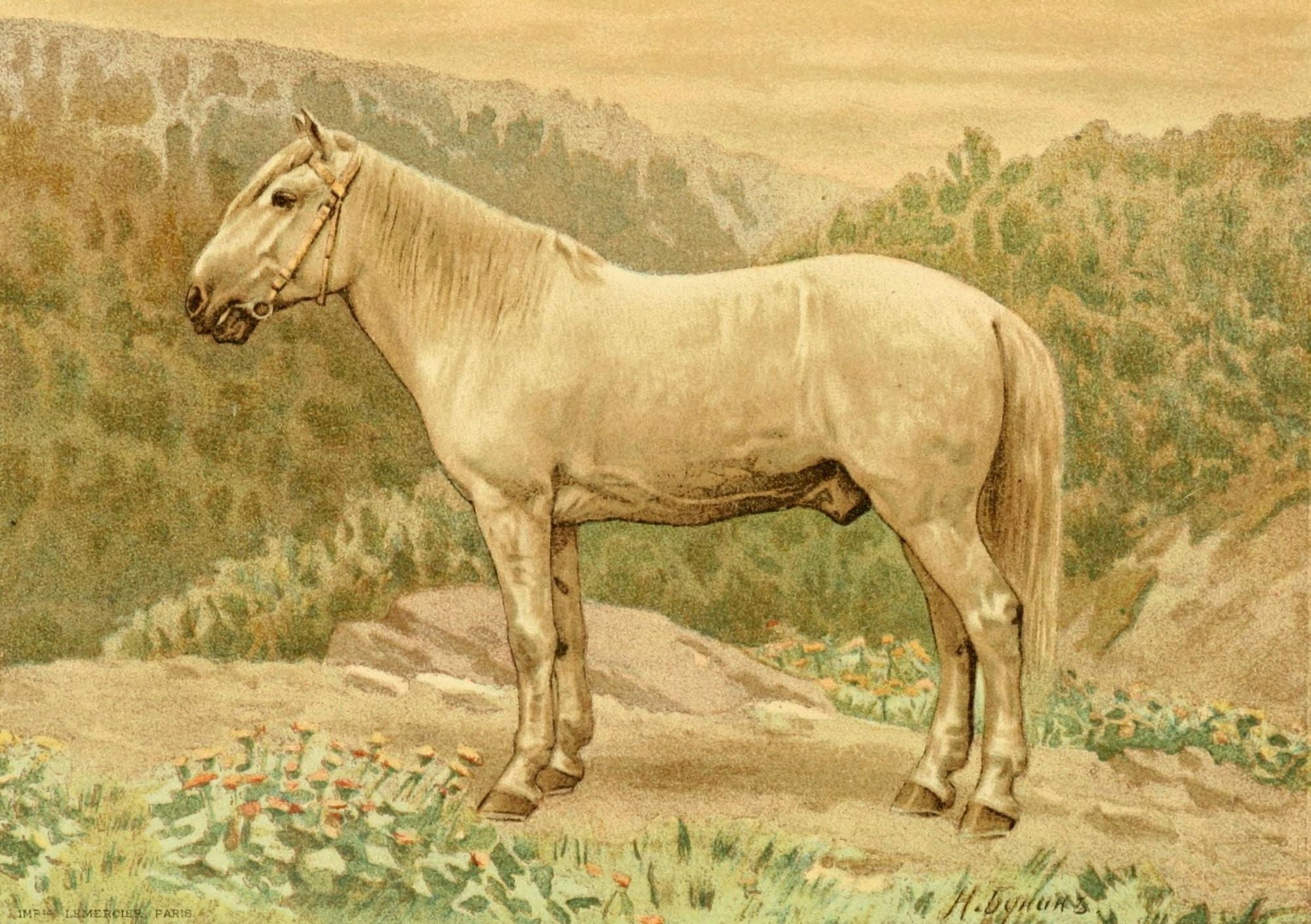 Les Races Chevalines 1894 Serko Canvas Art - M Bounine (24 x 36)