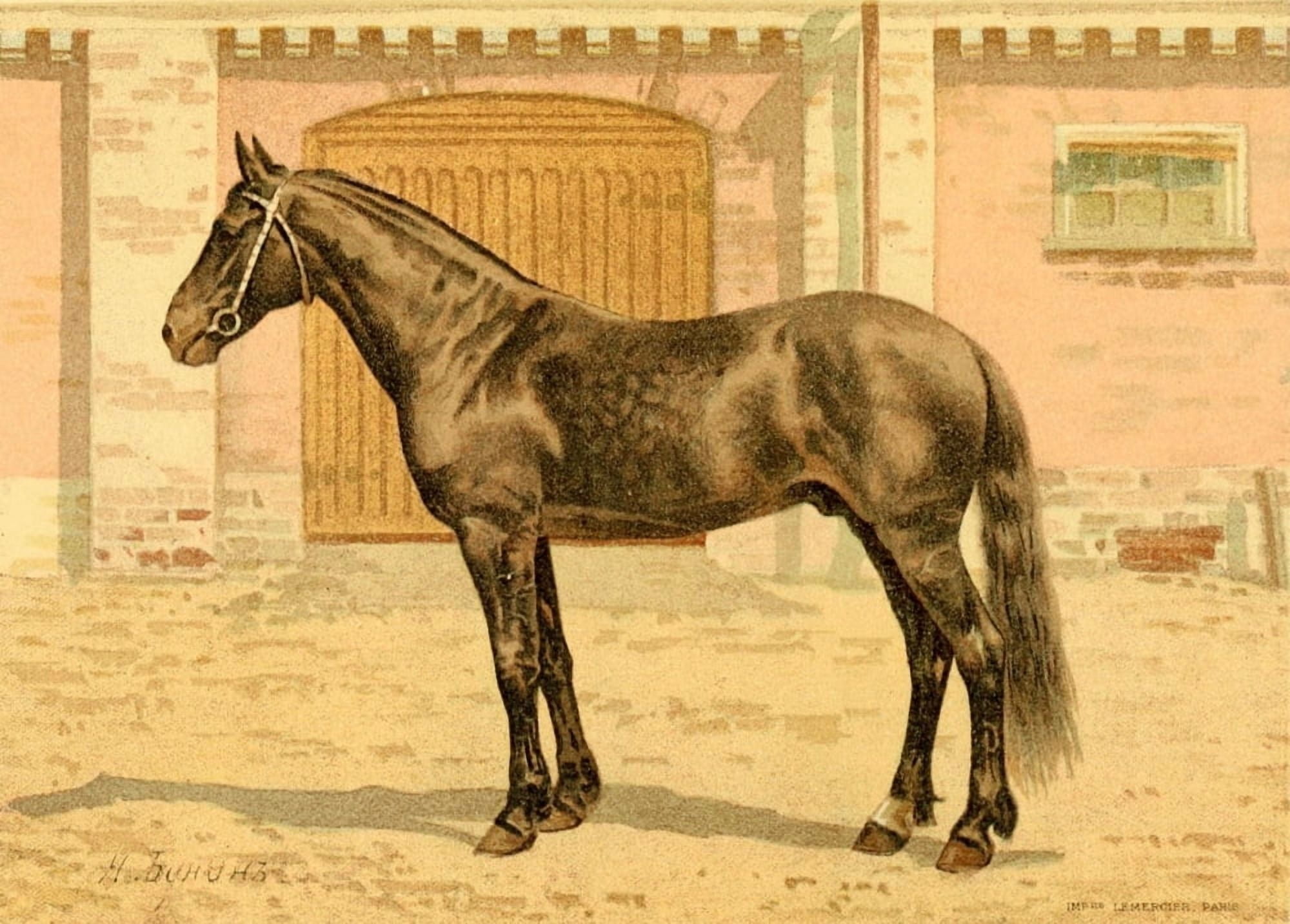 Les Races Chevalines 1894 Tcharodey Canvas Art - M Bounine (18 x 24)