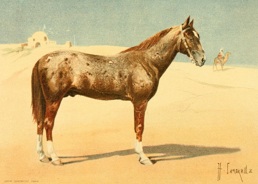 Les Races Chevalines 1894 Tekinetz Canvas Art - Nikolai S Samokish (18 x 24)