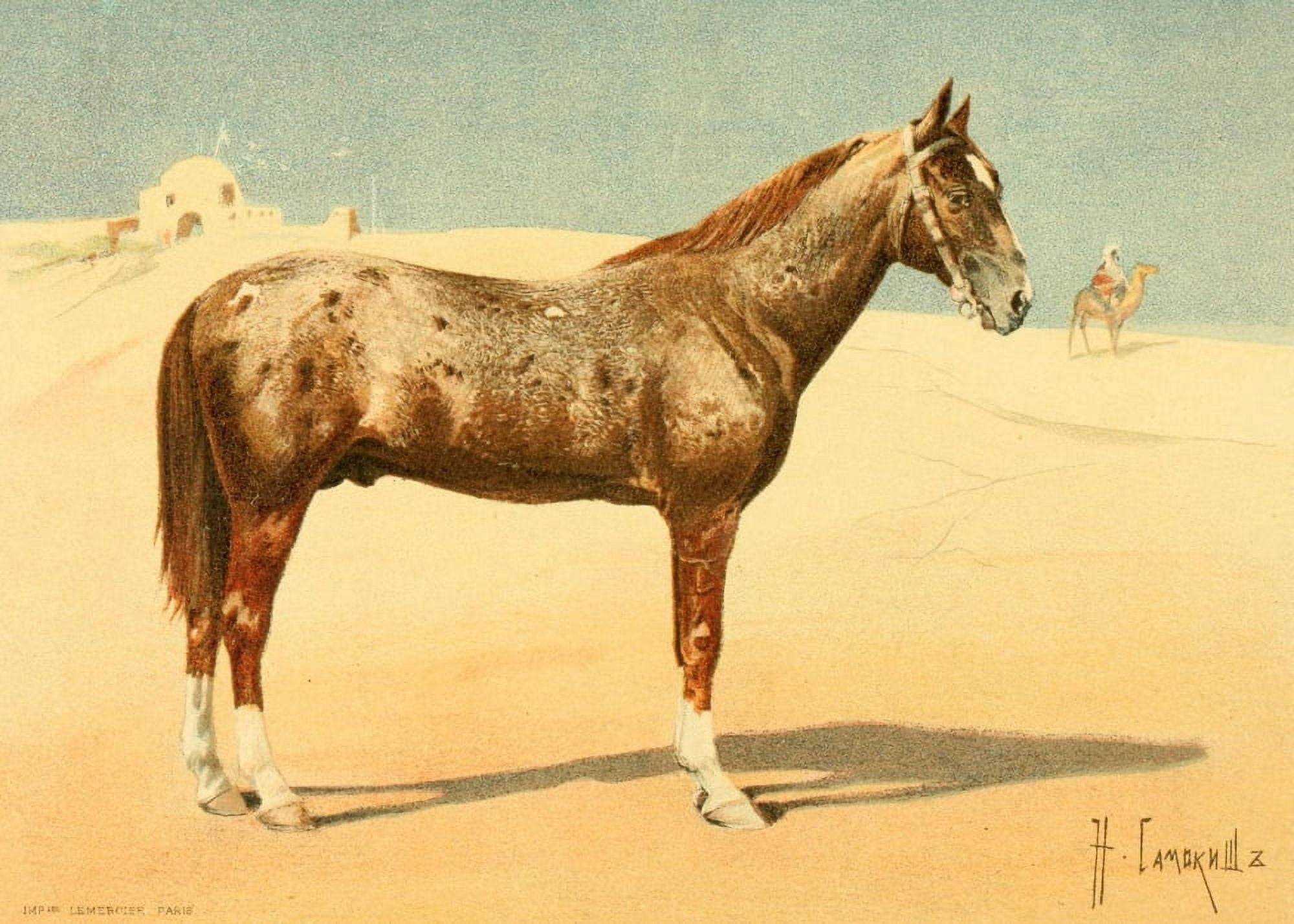 Les Races Chevalines 1894 Tekinetz Canvas Art - Nikolai S Samokish (24 x 36)
