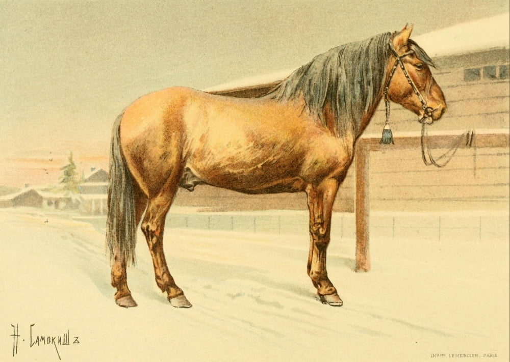Les Races Chevalines 1894 Vlatka Canvas Art - Nikolai S Samokish (18 x 24)