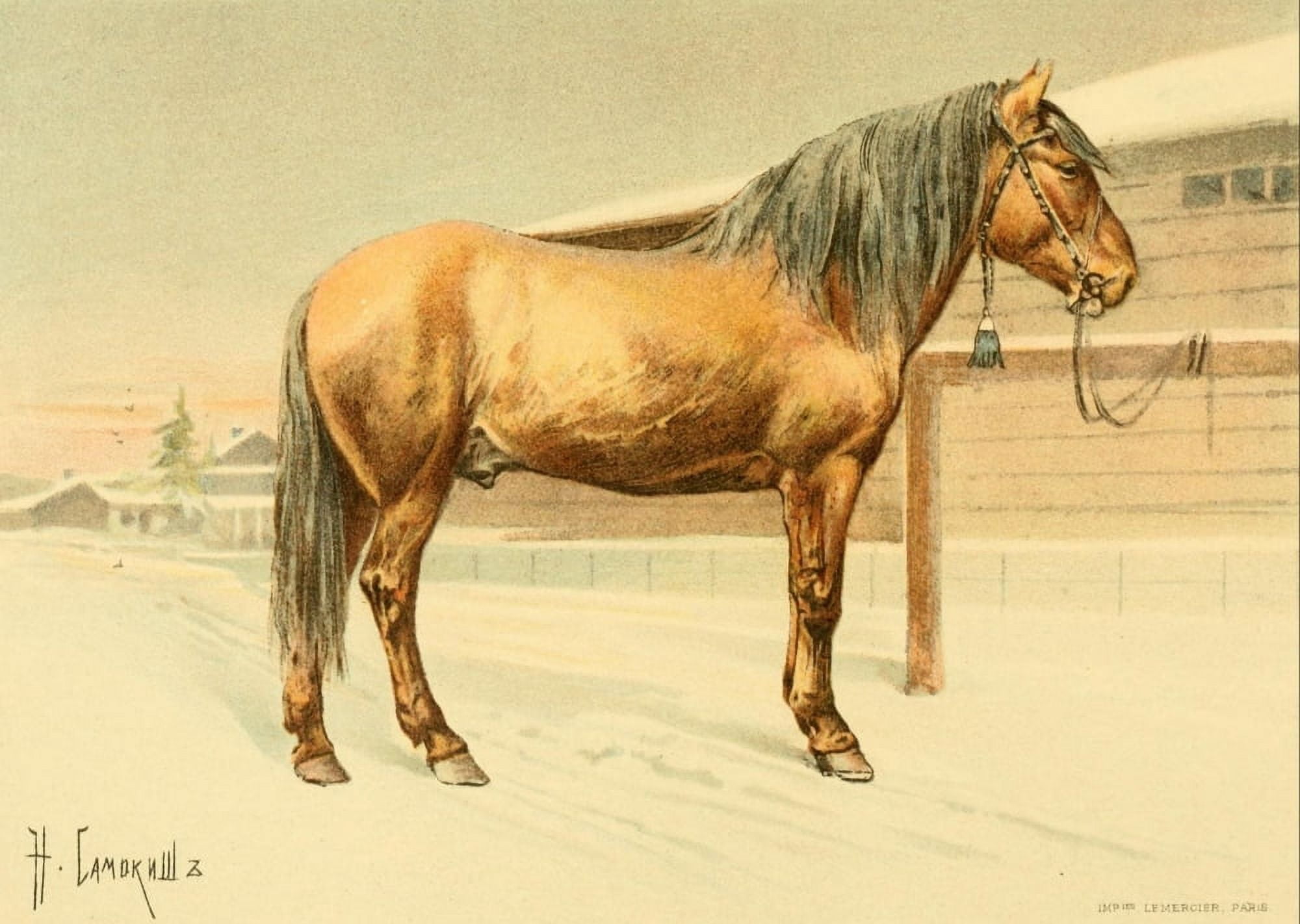 Les Races Chevalines 1894 Vlatka Canvas Art - Nikolai S Samokish (24 x 36)