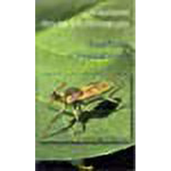 Les auxiliaires dans les cultures tropicales. beneficials intropical crops (French Edition)