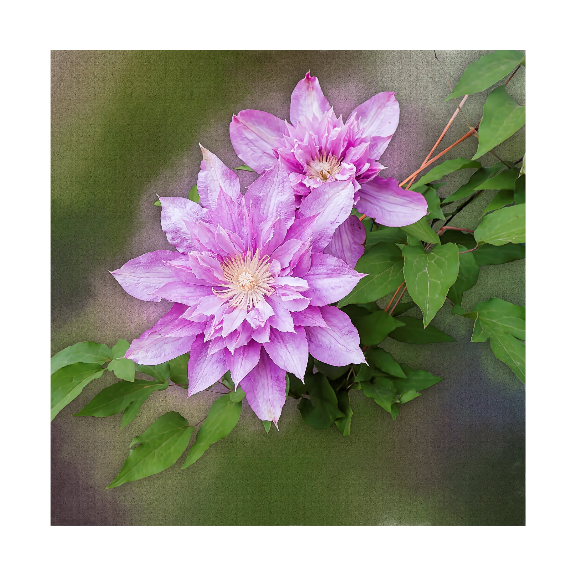 Leslie Montgomery 'Double Clem' Canvas Art
