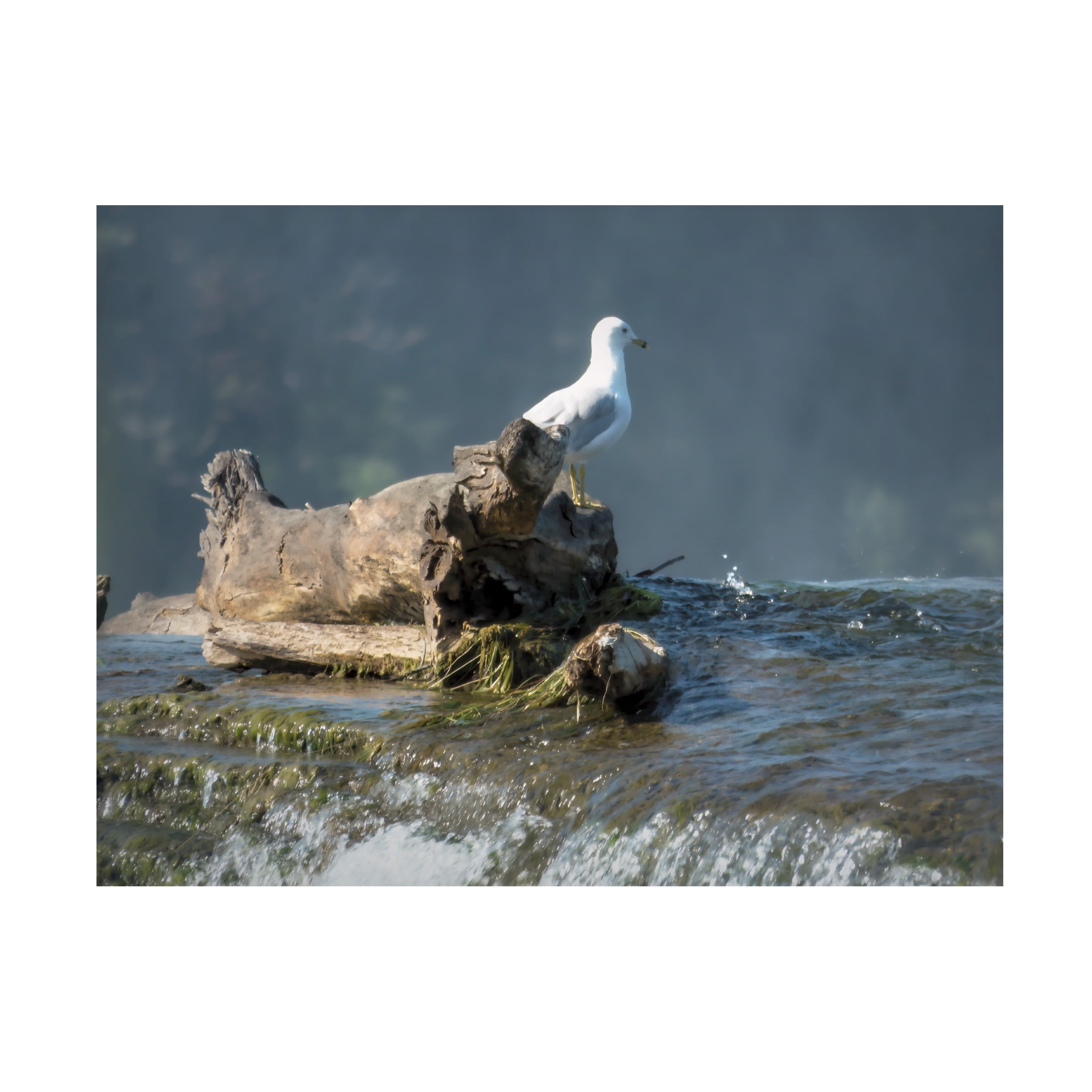 Leslie Montgomery 'Watching The Water Fall' Canvas Art