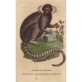 thumbnail image 1 of Lesser Cagui Monkey Sagui Or Marmoset Callithrix Jacchus Poster Print By ?? Florilegius Mary Evans, 1 of 3