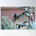 thumbnail image 1 of Lesser Double Collard Sunbird Photograph Poster Wall Art, Modern Wall Decor For Living Room Bedroom, 12x18 UNFRAMED, 1 of 3