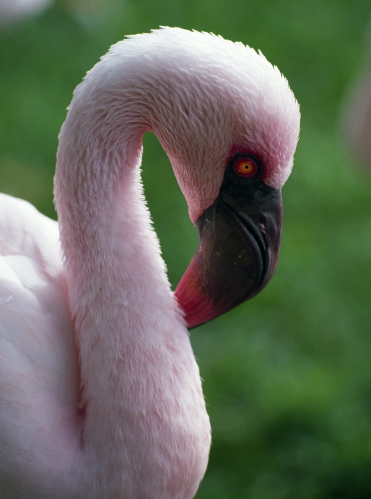 Lesser Flamingo Canvas Art - Natural Selection Ralph Curtin Design Pics (26 x 34)
