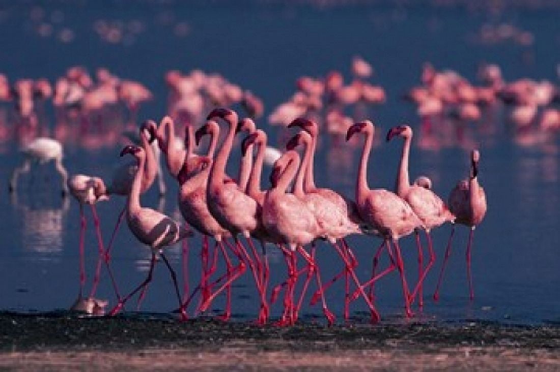 Lesser Flamingo Kenya Canvas Art - Dee Ann Pederson DanitaDelimont (34 x 23)