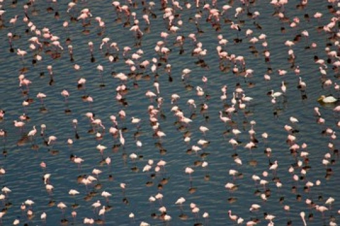 Lesser Flamingo Lake Nakuru Kenya Canvas Art - Panoramic Images (36 x 24)