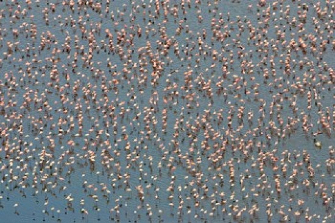 Lesser Flamingo Lake Nakuru Kenya Canvas Art - Panoramic Images (36 x 24)