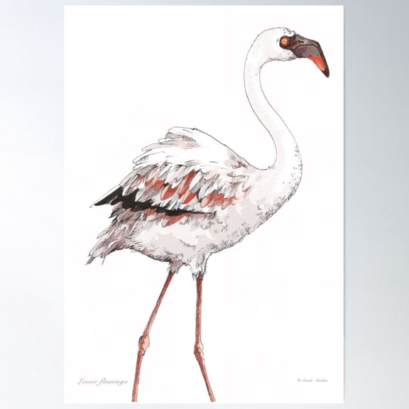 Lesser Flamingo Poster Wall Art, Modern Wall Decor For Living Room Bedroom, 8x12 UNFRAMED